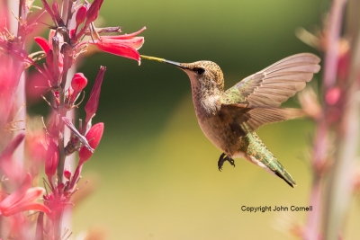 Archilochus-alexandri;Black-chinned-Hummingbird;Flying-Bird;Hummingbird;Photogra